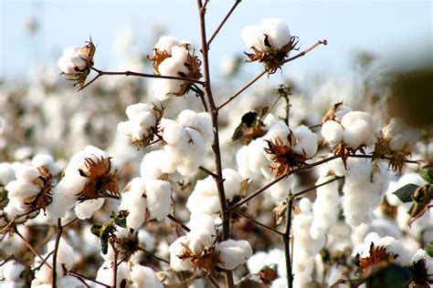  Puuvilla: Kuitujen Kuningas Tekstiiliteollisuudessa ja Biopolttoaineiden Valmistuksessa?